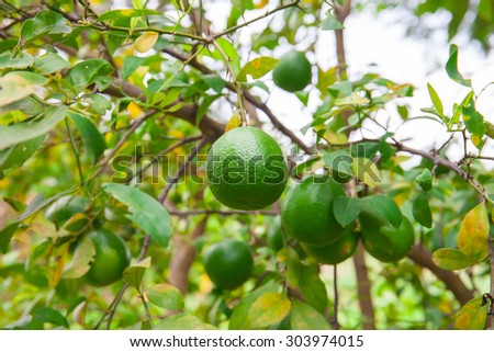 Fresh limes hanging green tree