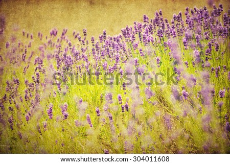 vintage textured picture of lavender