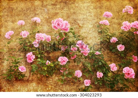 vintage textured picture of a pink rose bush at an old house wall
