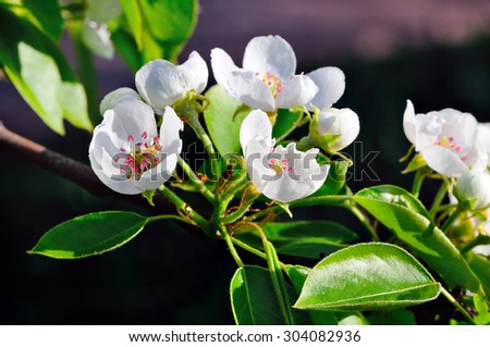 White flowers of apple tree and green leaves on a dark background