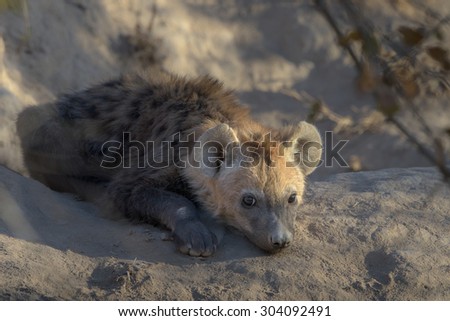 Young hyena resting at den