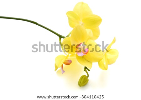 Yellow Orchid flowers, isolated on white background