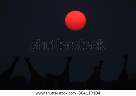 Giraffe Silhouette - African Wildlife Background - Sunset Colors and Bliss