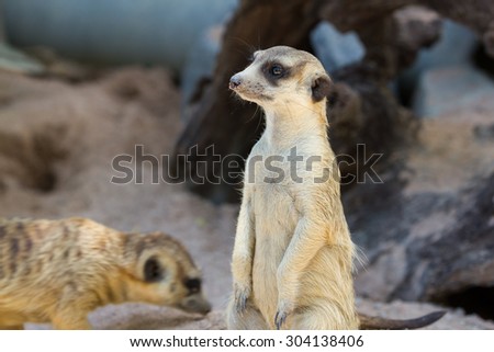 The meerkats activity in the wild area.