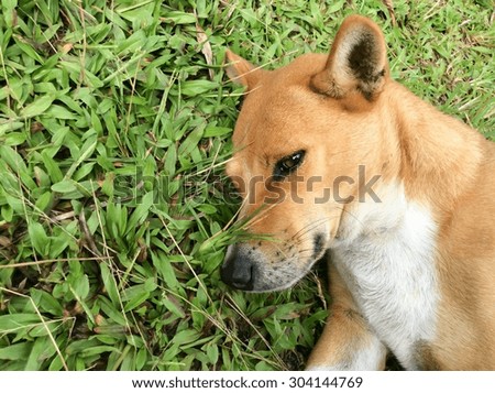 Brown dog relaxing on floor grass backgrounds