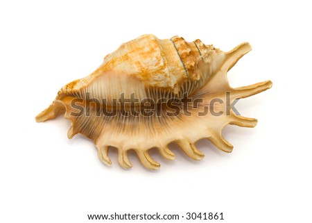 Conch, close-up, isolated on white background