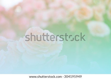 Blur background,Beautiful Rose flowers made with color filters, soft focus.
