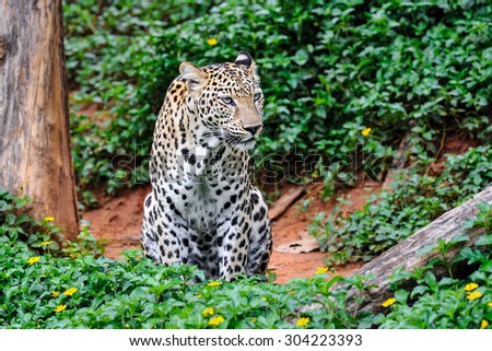 Behavior of leopards.