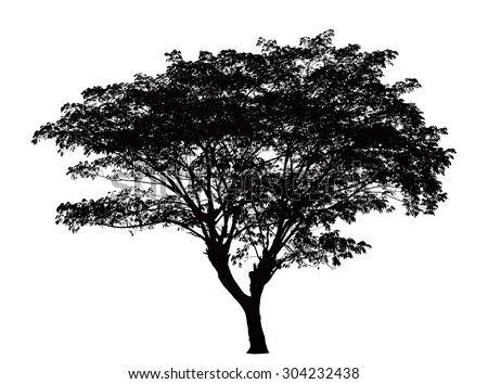 Tree silhouette : Samanea saman