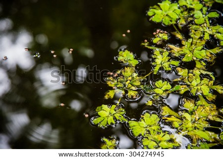 Vintage rain splashing autumn leaves in the water background defocused
