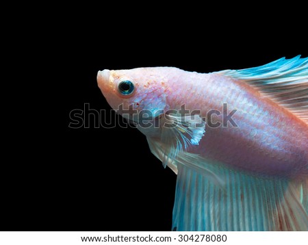 beautiful siam fighting fish on black, people feed it as a pet in aquatic hobby