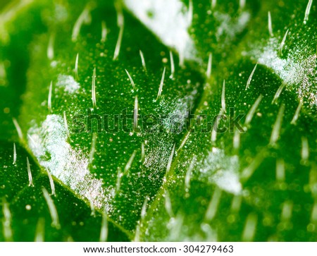 hairs on a green leaf, Super Macro