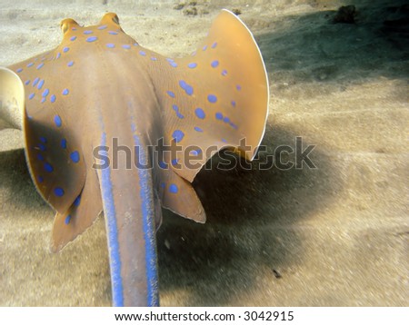  Spotted stingray. Red Sea. Egypt