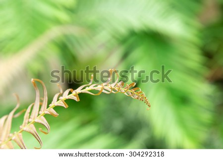 fresh green fern leave in the nature