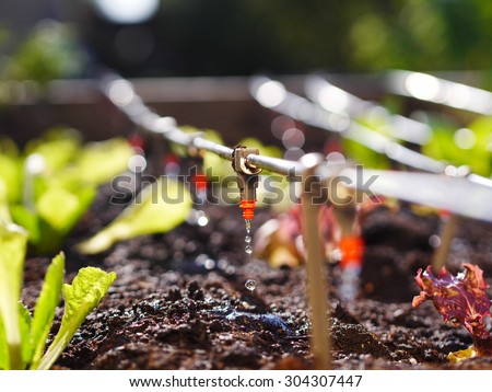 photo shows irrigation system in raised garden bed Royalty-Free Stock Photo #304307447