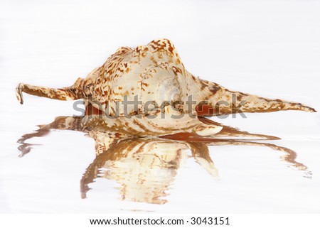 picture of seashell