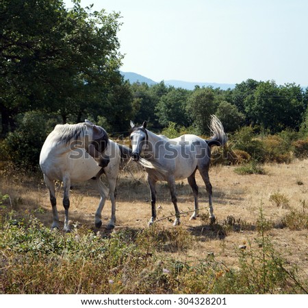 Two white horses                 