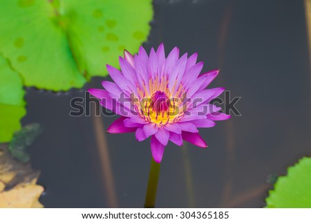 Fresh purple lotus with space on background