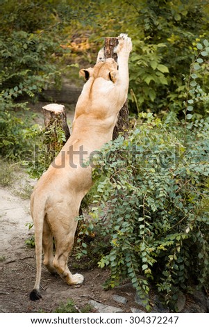 Focused lioness sharpening her claws in the wild forest. Close-up picture of lioness' back and tail of sand colour. 