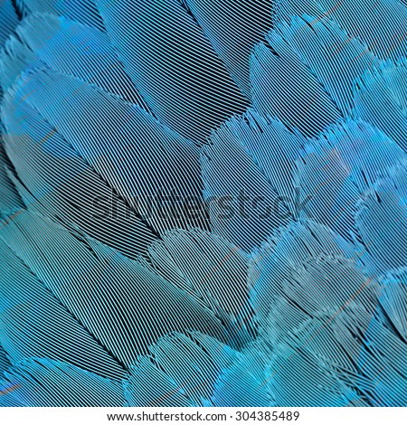 Great blue background and texture made of Blue and gold macaw bird's feathers