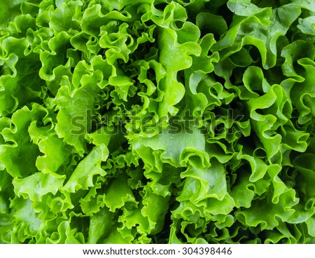 Fresh lettuce leaves, close up. Royalty-Free Stock Photo #304398446