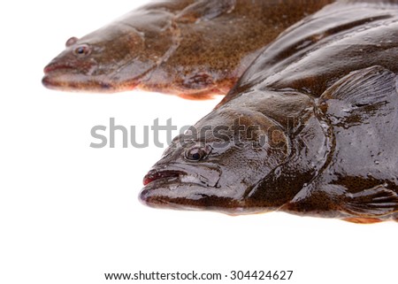 Two halibut head features, on a white background 