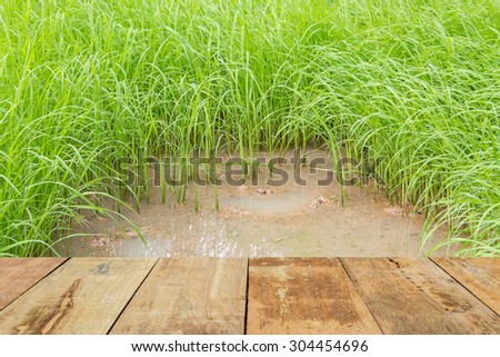 Wood plank brown texture andseedlings rice background