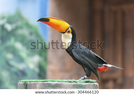 Bird Toucan (Ramphastos toco)