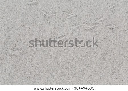 White sand beach with traces of birds as a background. Small depth of field