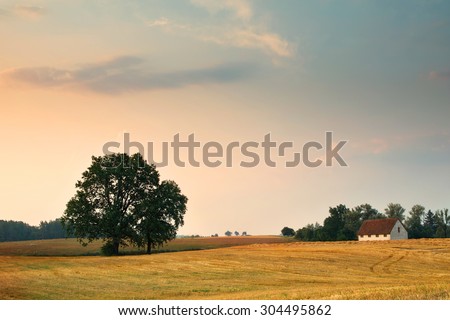 Summer countryside landscape. Oaks growing on the stubble. Royalty-Free Stock Photo #304495862