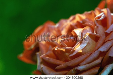 rosebud macro