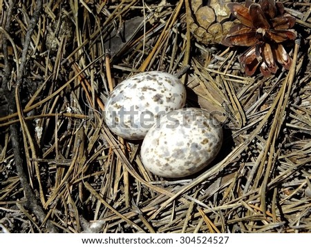 wild eggs