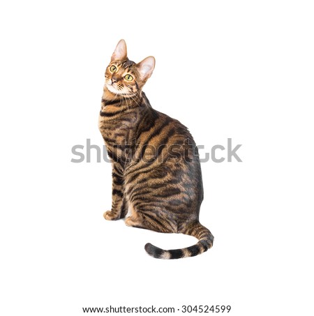 Cat breed toyger isolated on white background