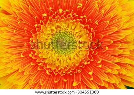 Colorful gerbera texture background.