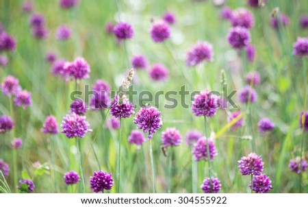 Violet clover flowers over green blurred background