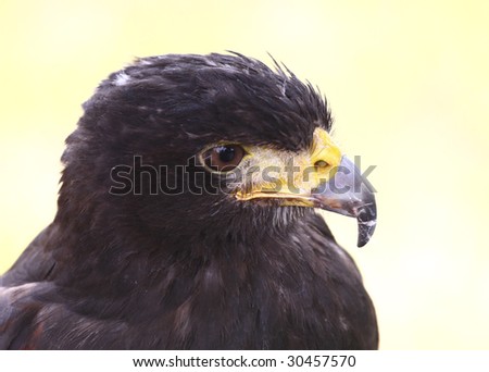 fine close up portrait of hawk nature background