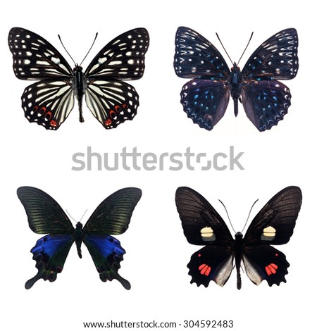 Set of four differently colored  butterfly  isolated on white background
