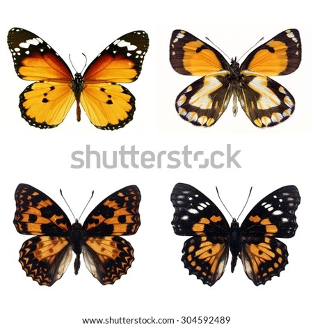Set of four yellow butterfly have different stripes on wing isolated on white background