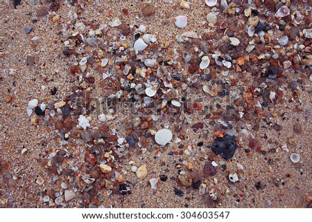 texture seashells