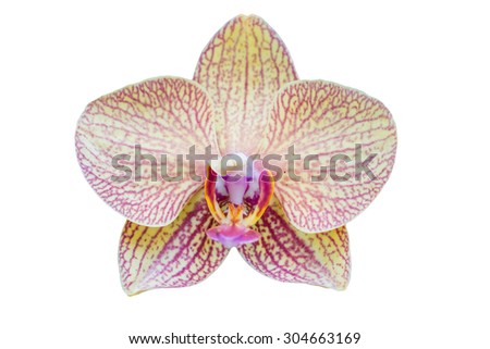 orchid flower isolated on white background