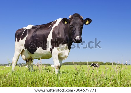 Black and white cow in a grassy field on a bright and sunny day in The Netherlands.