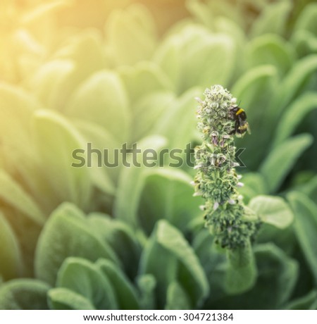 bumble bee on garden flowers in the sunlight background