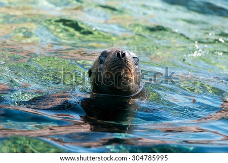 Seal sea lion in baja california coming to you