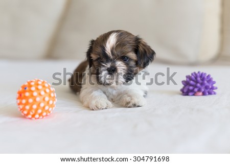 Little furry shih-tzu pupy are playing with toys