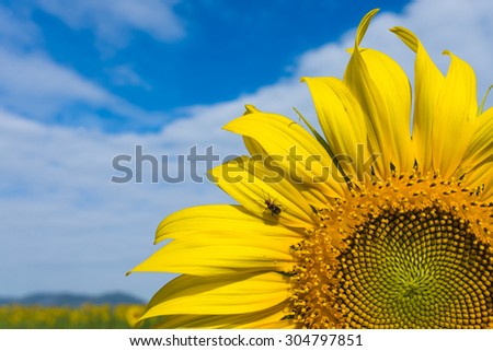 A bug and sunflower on cloudy blue sky background
