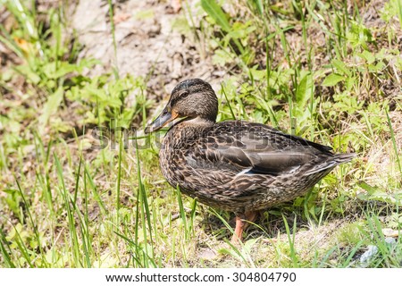 wild duck on pond summer sunny day