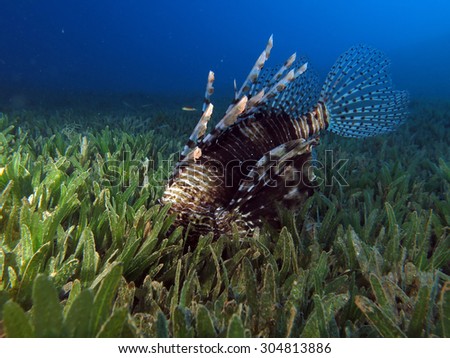 Common lionfish (Pterois miles) hunting in seagrass bed