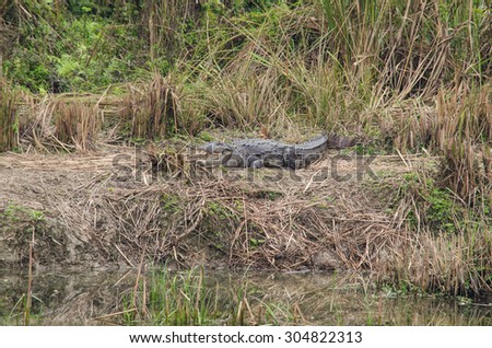  true crodiles are large aquatic reptiles that live throughout the tropics in africa,asia, the americas and australia ,order Crocodilia, which includes Tomistoma , the alligators and caimans , 