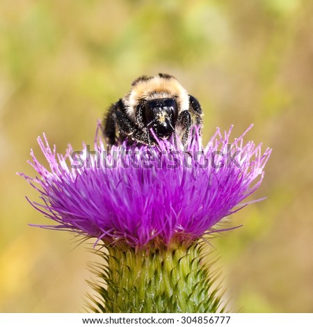 Bumble bee sitting on a flower