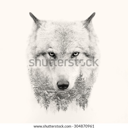 The wolf face on white background double exposure